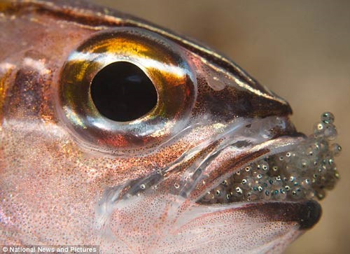 Cá nhịn ăn để ấp trứng trong miệng cũng là một trường hợp sinh vật sinh đẻ gây ngạc nhiên đối với con người. Trường hợp hiếm thấy này được tìm thấy ở loài cá ăn thịt sống ở vùng biển ngoài khơi Malaysia.