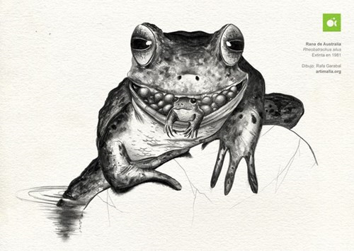 Quá trình đẻ con bằng miệng của cóc Rheobatrachus silus được các nhà khoa học miêu tả lại như sau: sau khi trứng được con đực thụ tinh, con cái sẽ nuốt chúng vào cho đến khi nó nở ra thành con nòng nọc con.