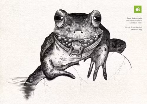 Quá trình đẻ con bằng miệng của cóc Rheobatrachus silus được các nhà khoa học miêu tả lại như sau: sau khi trứng được con đực thụ tinh, con cái sẽ nuốt chúng vào cho đến khi nó nở ra thành con nòng nọc con.