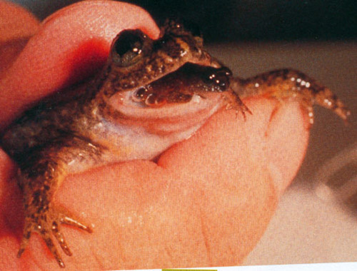 Đáng tiếc là không một chú cóc con nào sống được quá vài ngày, nhưng việc làm sống lại được bộ gen của cóc đẻ bằng miệng là một thành công đáng khích lệ, tạo tiền đề cho việc làm hồi sinh những loài động vật hiện đã bị tuyệt chủng.