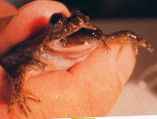 Đáng tiếc là không một chú cóc con nào sống được quá vài ngày, nhưng việc làm sống lại được bộ gen của cóc đẻ bằng miệng là một thành công đáng khích lệ, tạo tiền đề cho việc làm hồi sinh những loài động vật hiện đã bị tuyệt chủng.