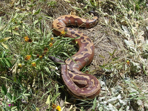 Do có ngoại hình bắt mắt, trăn cộc trở thành đối tượng săn bắt để phục vụ giới chơi sinh vật cảnh. Chúng cũng được sử dụng để lấy thịt, da hay làm dược liệu.