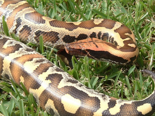 Do bị săn bắt bừa bãi, trăn cộc trở nên ngày càng hiếm gặp ở Việt Nam.