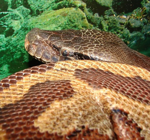 Loài trăn "vừa béo, vừa lùn" nhưng vô cùng quý hiếm.