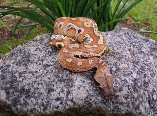 Không chỉ có hình thù lạ, vẻ ngoài trăn cộc còn có màu sắc đỏ vàng rất bắt mắt. Loài này được phát hiện vùng phân bố ở Vườn quốc gia Lò Gò - Sa Mát. Được nuôi cảnh nhiều ở thành phố Hồ Chí Minh.