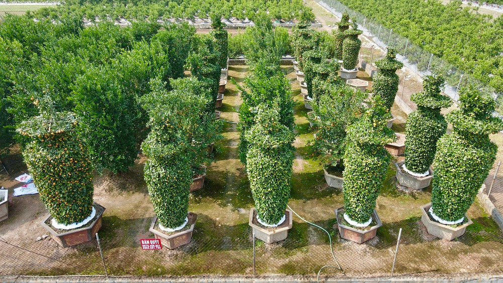 ##s### Ông Nguyễn Trung Thành bắt đầu tạo tác loại cây cảnh chơi Tết độc đáo này từ khoảng 6-7 năm về trước. Tại xã Liên Nghĩa này chỉ có gia đình nhà ông là làm loại quýt lục bình có kích thước lớn. Theo ông Nguyễn Trung Thành chia sẻ: Năm nay, để chuẩn bị cho dịp Tết Nhâm Dần đã cận kề, nhà vườn của chúng tôi đã lựa chọn và gò được khoảng 40 cây quýt lục bình phục vụ người dân chơi Tết. ">