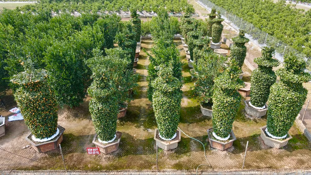  Ông Nguyễn Trung Thành bắt đầu tạo tác loại cây cảnh chơi Tết độc đáo này từ khoảng 6-7 năm về trước. Tại xã Liên Nghĩa này chỉ có gia đình nhà ông là làm loại quýt lục bình có kích thước lớn. 