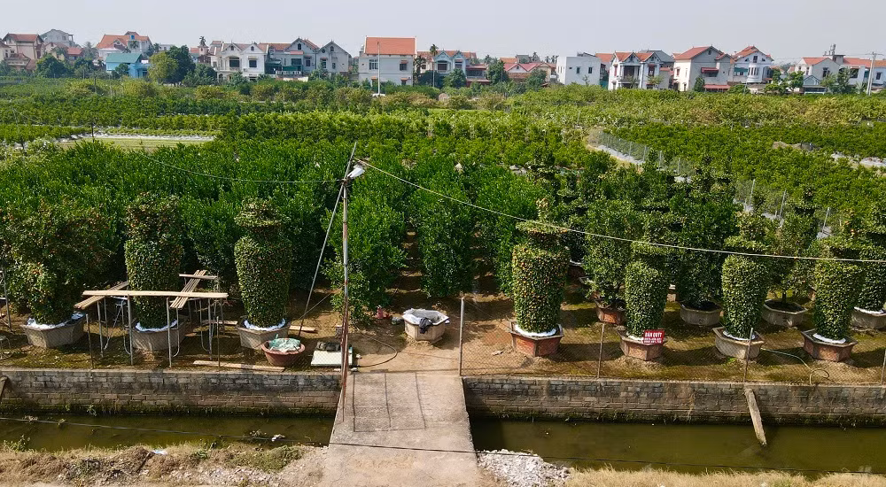  Gia đình ông Nguyễn Trung Thành (xã Liên Nghĩa, huyện Văn Giang, tỉnh Hưng Yên) nổi tiếng trên thị trường với hàng chục cây quýt lục bình ''khổng lồ'' thu hút nhiều người chơi cây cảnh độc, lạ đến săn đón và mua chơi Tết. 