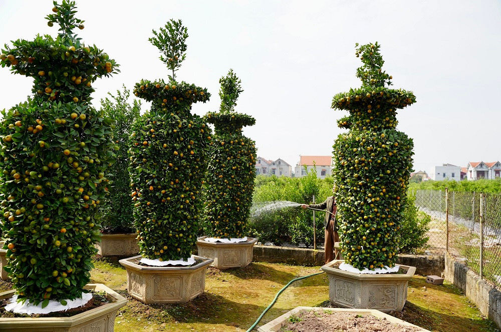 ##s###Hiện tại, chậu quýt lục bình ''khổng lồ'' có giá khoảng 30 triệu đồng/cây, những cây nhỏ hơn có giá dao động từ 10-20 triệu đồng/cây. 