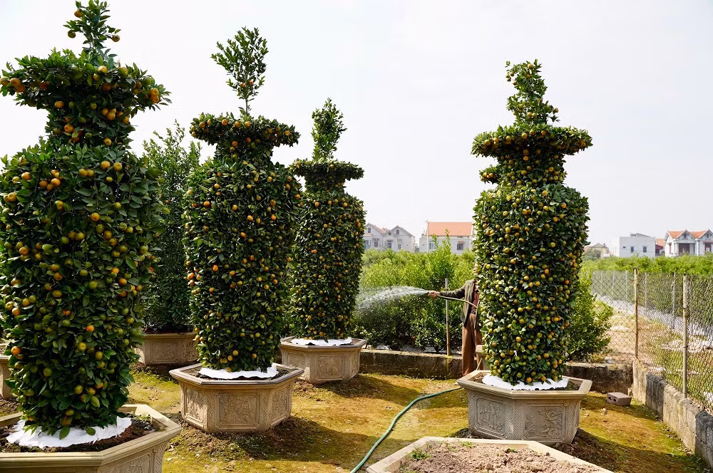 Hiện tại, chậu quýt lục bình ''khổng lồ'' có giá khoảng 30 triệu đồng/cây, những cây nhỏ hơn có giá dao động từ 10-20 triệu đồng/cây. 