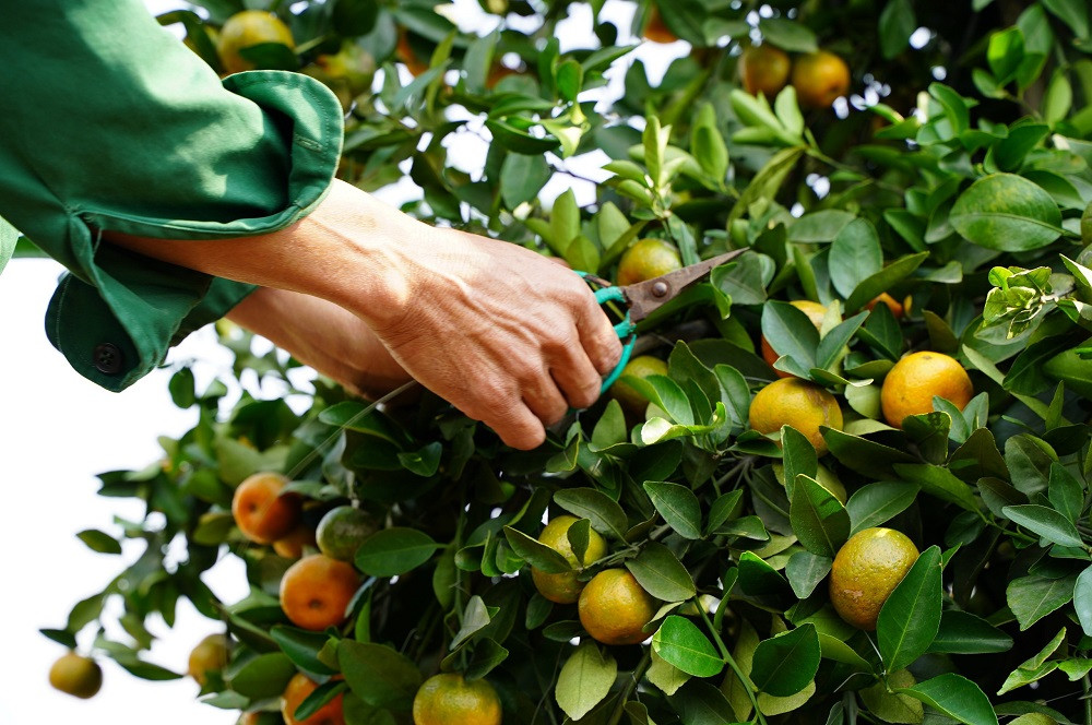 ##s###Dây thép dùng để gò những cây quýt cuối cùng theo hình dáng lục bình.