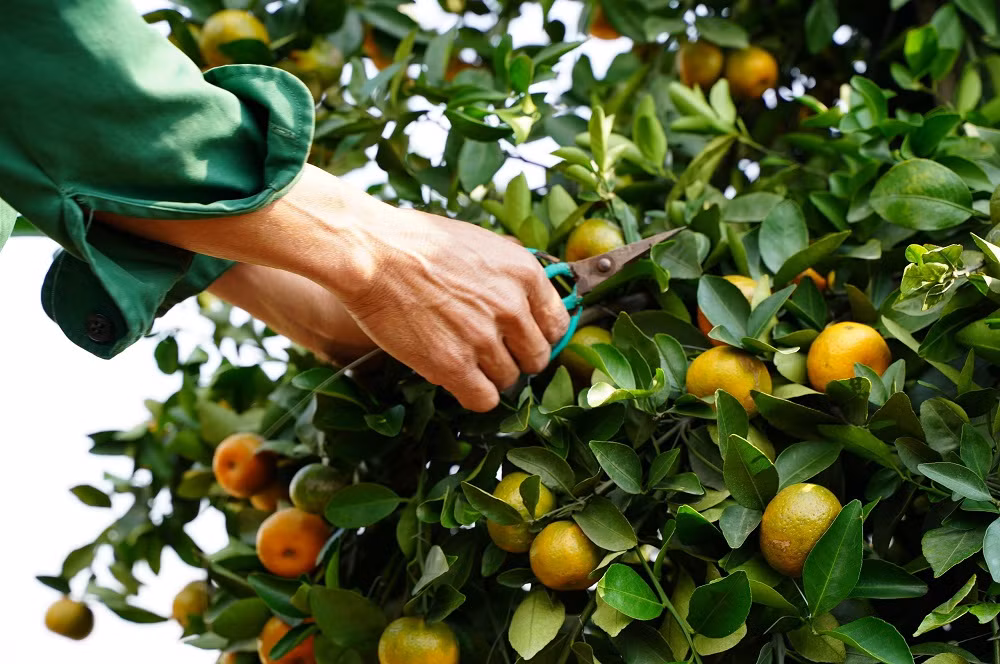 Dây thép dùng để gò những cây quýt cuối cùng theo hình dáng lục bình.