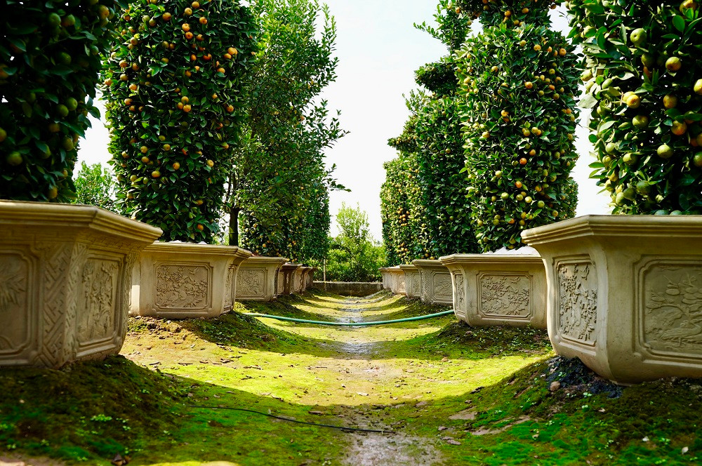 ##s###Toàn bộ cây quýt lục bình trong vườn nhà ông Thành đã được đưa lên chậu. Do ảnh hưởng của dịch bệnh Covid-19, lượng khách tới nhà vườn tìm mua và đặt cọc chậu cây cũng giảm hơn so với những năm trước.