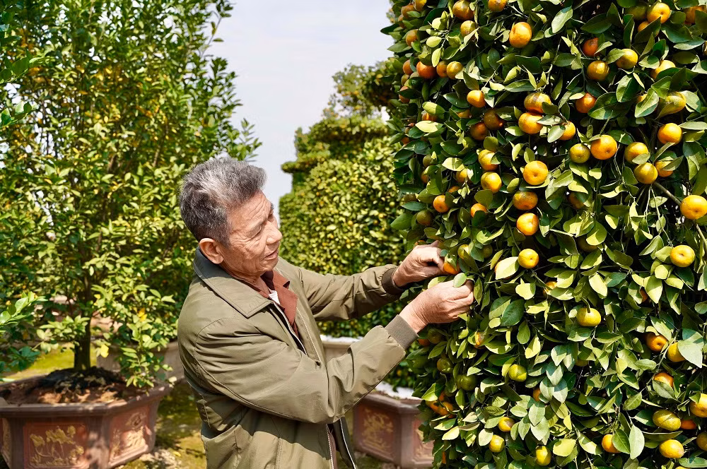 ''Năm nay chúng tôi đã gò thành công 2 cây quýt lục bình ''khủng'', cặp đôi quýt lục bình có chiều cao lên đến 4m, tán rộng 1,2m, phải mất từ 3-5 năm để tạo dáng và mất khoảng 7 ngày để gò theo thế lục bình, đưa vào chậu phục vụ dịp Tết Nguyên đán cho người dân'' - ông Nguyễn Trung Thành cho biết thêm.