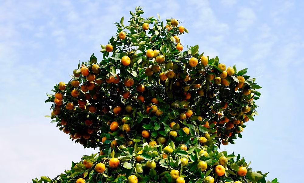 Vườn quýt của gia đình ông Thành liên tục được trồng thêm cây mới sau mỗi dịp Tết. Cứ đến gần Tết Nguyên đán, những cây đạt tiêu chuẩn (thường là 3-4 năm tuổi và ra quả) sẽ được chọn để tạo tác lọ lục bình.