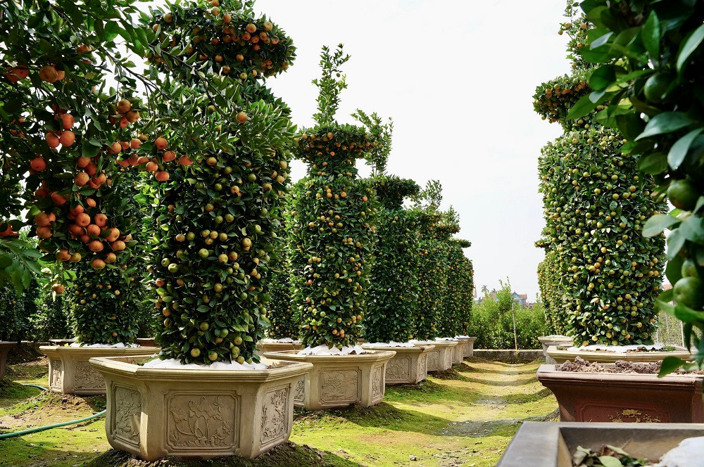 ##s###Phải mất 3 - 4 năm thì một cây quýt bình thường mới đủ độ trưởng thành để tạo tác lọ lục bình đạt kích thước. Tuy vậy, dù đủ kích thước rồi mà đến vụ cây quýt không ra quả thì cũng coi như bỏ.