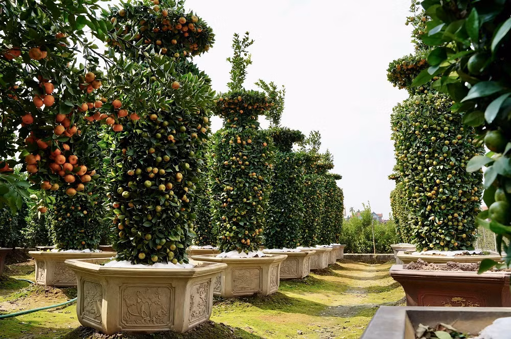 Phải mất 3 - 4 năm thì một cây quýt bình thường mới đủ độ trưởng thành để tạo tác lọ lục bình đạt kích thước. Tuy vậy, dù đủ kích thước rồi mà đến vụ cây quýt không ra quả thì cũng coi như bỏ.