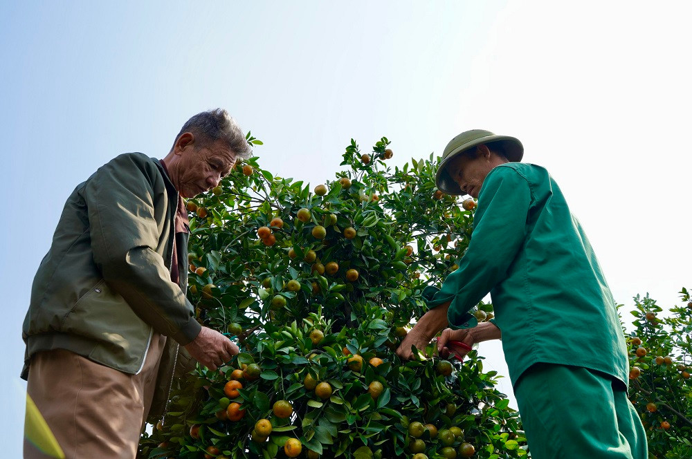 ##s### Theo ông Nguyễn Trung Thành chia sẻ: ''Năm nay, để chuẩn bị cho dịp Tết Nhâm Dần đã cận kề, nhà vườn của chúng tôi đã lựa chọn và gò được khoảng 40 cây quýt lục bình phục vụ người dân chơi Tết''. 