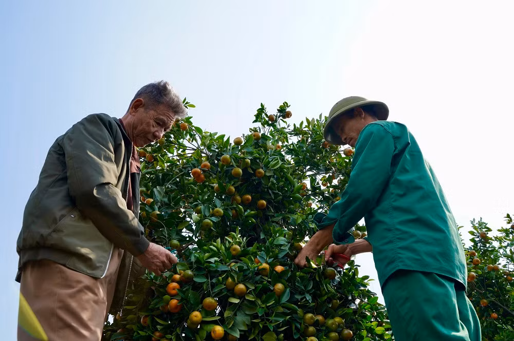  Theo ông Nguyễn Trung Thành chia sẻ: ''Năm nay, để chuẩn bị cho dịp Tết Nhâm Dần đã cận kề, nhà vườn của chúng tôi đã lựa chọn và gò được khoảng 40 cây quýt lục bình phục vụ người dân chơi Tết''. 