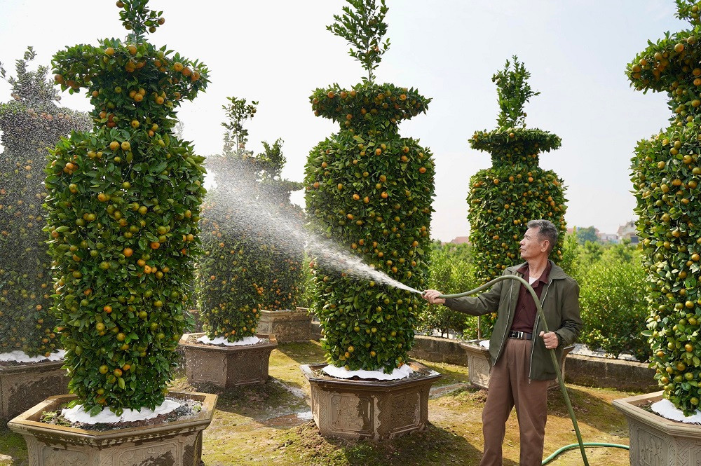 ##s###Để những chậu quýt lục bình đẹp, lá xanh, nhiều quả và giúp mang lại tài lộc cho gia chủ theo quan niệm phong thủy, ông Thành phải mất nhiều ngày để chăm sóc tỉ mỉ, tuốt lại dáng cho cây.