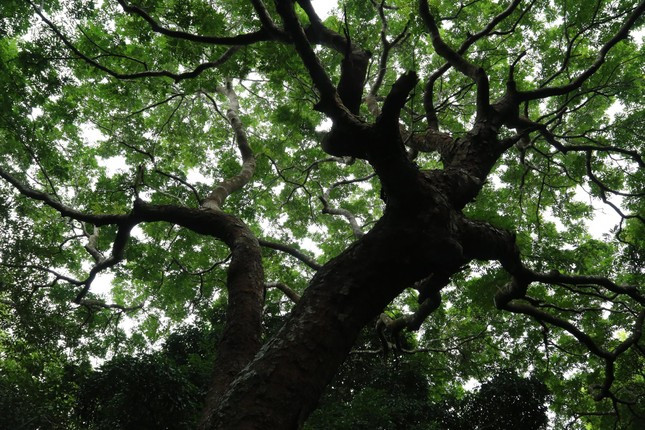 Bi an rung co thu giua khu dan cu, chat 1 phai trong 10-Hinh-8