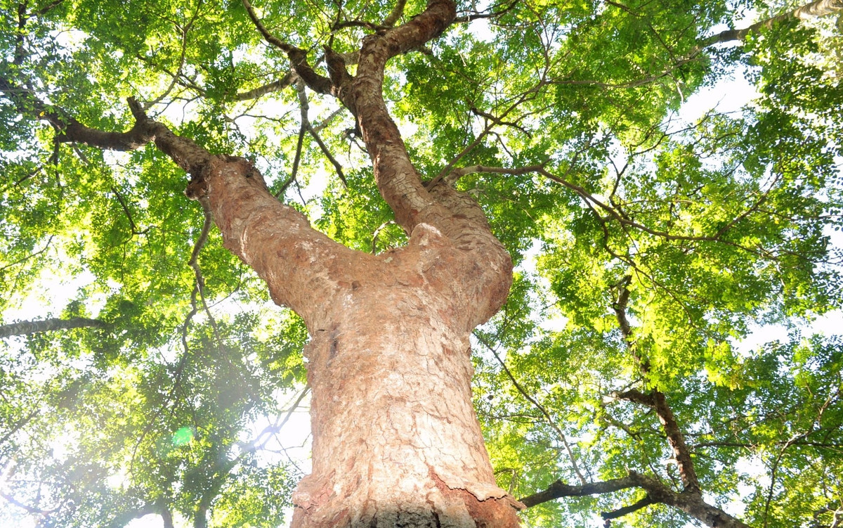 Bi an rung co thu giua khu dan cu, chat 1 phai trong 10-Hinh-7