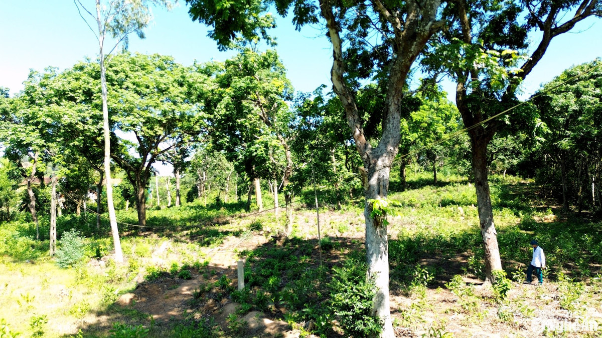 Bi an rung co thu giua khu dan cu, chat 1 phai trong 10-Hinh-3