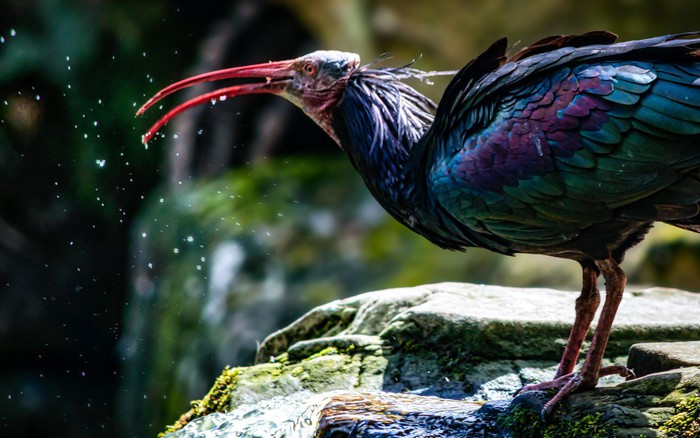 Maroc là nơi có quần thể hoang dã lớn nhất còn lại của cò quăm đầu hói phương Bắc, một phần là nhờ vào những nỗ lực bảo tồn bền bỉ, nghiêm túc của họ. Năm 1994, một chương trình nghiên cứu đã được thiết lập để theo dõi các loài có nguy cơ tuyệt chủng. Theo IUCN, quần thể cò quăm ở Maroc không di cư theo mùa, và hiện đang ổn định. Ảnh CNN