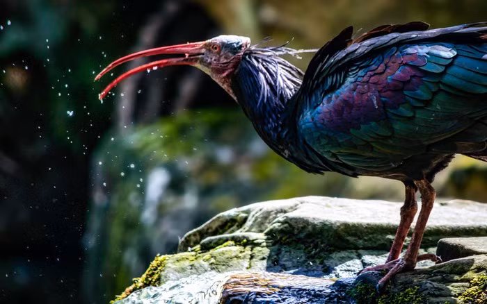 Maroc là nơi có quần thể hoang dã lớn nhất còn lại của cò quăm đầu hói phương Bắc, một phần là nhờ vào những nỗ lực bảo tồn bền bỉ, nghiêm túc của họ. Năm 1994, một chương trình nghiên cứu đã được thiết lập để theo dõi các loài có nguy cơ tuyệt chủng. Theo IUCN, quần thể cò quăm ở Maroc không di cư theo mùa, và hiện đang ổn định. Ảnh CNN