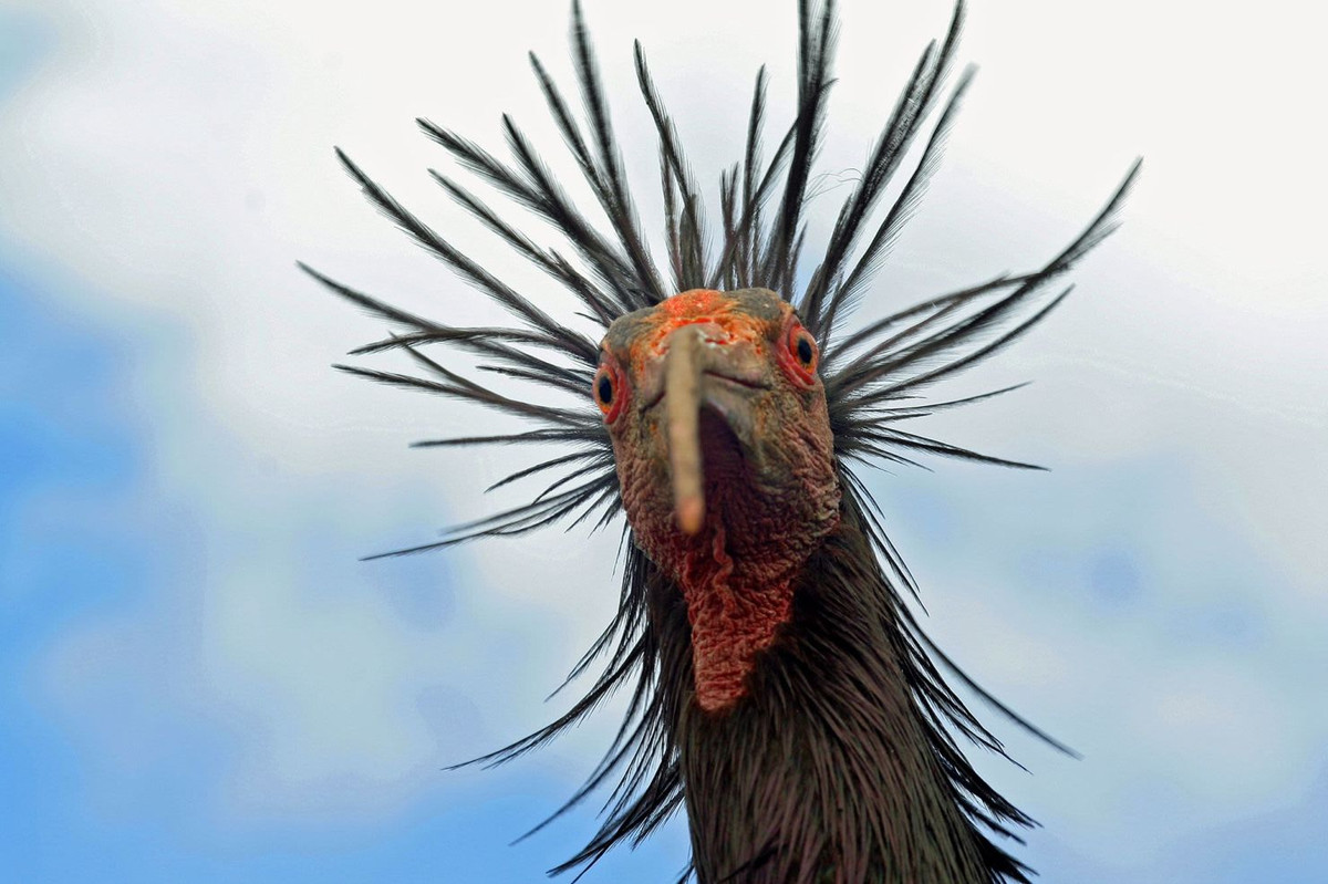 Ngày nay, Maroc đã giúp tăng số lượng loài này lên hơn 500 cá thể, khiến Sách đỏ IUCN (Liên minh quốc tế Bảo tồn thiên nhiên) về các loài bị đe dọa đã thay đổi tình trạng của loài này từ Cực kỳ nguy cấp thành Nguy cấp vào năm 2018. Ảnh CNN