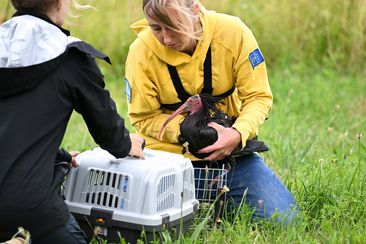 Một nỗ lực độc đáo khác nhằm tái du nhập quần thể cò quăm ở Áo và Đức đang được tiến hành, do nhà sinh vật học người Áo Johannes Fritz dẫn đầu. Năm 2003, Johannes Fritz, cùng với nhóm nghiên cứu và bảo tồn Waldrappteam của mình, bắt đầu đưa những loài chim bị nuôi nhốt trở lại tự nhiên.