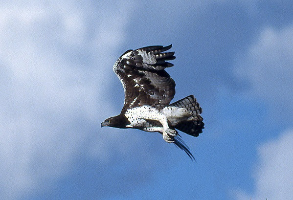 Đại bàng martial săn mồi chủ yếu bằng cách bay lượn trên cao xung quanh lãnh thổ và đột ngột lao xuống để bắt mồi, có thể nhận ra con mồi từ khoảng cách 3 đến 5 km. Đôi khi chúng săn từ vị trí đậu cao hoặc ẩn náu trong thảm thực vật gần hố nước. Con mồi là chim thường bị bắt trên mặt đất hoặc trên cây, nhưng cũng có thể bị bắt khi đang bay. 