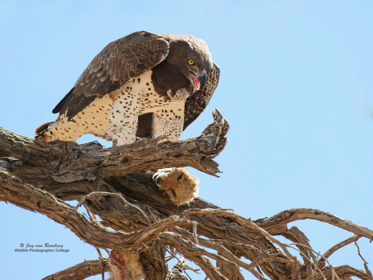 Đại bàng không phải là mối đe dọa lớn về bảo tồn đối với sư tử. Đại bàng martial không kén ăn trong việc chọn mồi, có khi còn săn cả con non của báo săn và báo hoa mai. Mối nguy hiểm không chỉ đến từ một phía, sư tử cũng có thể săn các đại bàng trưởng thành hoặc con non trong tổ.