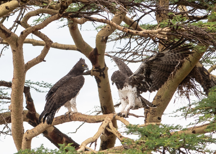  Đại bàng Martial có thể tìm thấy ở đa số vùng ở châu Phi phía nam sa mạc Sahara, miễn là thức ăn đủ sẵn có và điều kiện môi trường phù hợp. Chúng ưa chuộng sinh sống ở những nơi như rừng thưa, lề rừng, đồng cỏ và khu vực có bụi cây gai. Ảnh: Eyes of the Wild