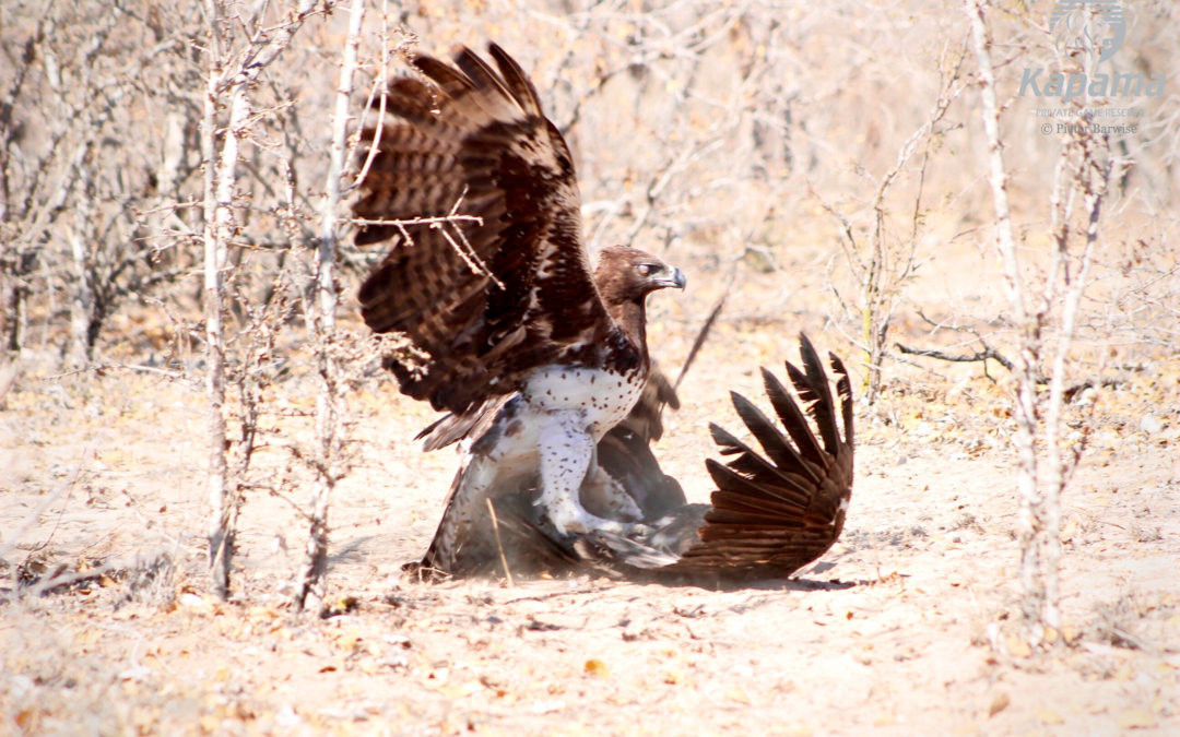 Chế độ ăn của đại bàng martial rất đa dạng, với thức ăn nặng từ 1 đến 4 kg. Trong các con mồi chim, đại bàng martial thường chọn các loài sống trên mặt đất như gà gô, gà phi hoặc Ô tác. Ngoài ra còn có đà điểu non, cò, diệc, các loài chim nước, chim mỏ sừng và chim quelea.