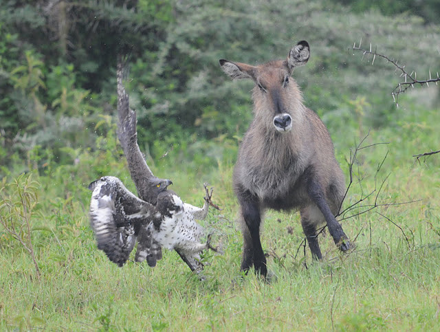 Đại bàng martial nằm trong số những loài chim săn mồi mạnh mẽ nhất hành tinh và chỉ có đại bàng rừng châu Phi mới có thể sánh kịp với nó trong số các loài chim săn mồi của châu Phi. Đây là loài chim săn mồi đỉnh, chiếm vị trí cao nhất trong chuỗi thức ăn và nếu khỏe mạnh, chúng không sợ bất kỳ kẻ thù tự nhiên nào. 