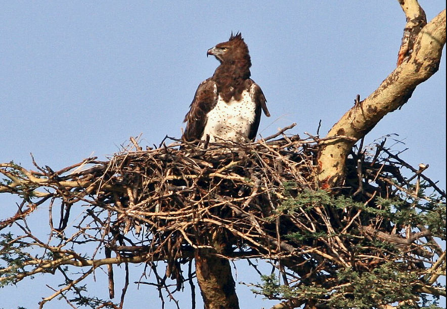  Đại bàng martial có khả năng sinh sản vào những tháng khác nhau và thường xây tổ trên những cây cổ thụ. Chúng có một chu kỳ sinh sản khá chậm, đẻ một (đôi khi là hai) quả trứng khoảng mỗi hai năm một lần.
