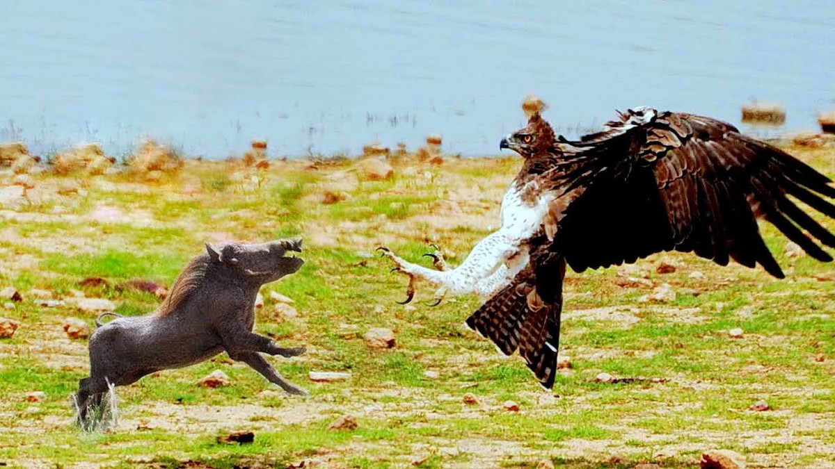 Dikeman đứng đầu Lion Landscapes, một tổ chức phi lợi nhuận chuyên về việc duy trì mối quan hệ hòa bình giữa con người và động vật hoang dã tại Kenya và Tanzania. Bà tán thành các phát hiện của Hatfield và nhóm của ông rằng đại bàng chỉ là một trong nhiều rủi ro mà sư tử phải đối mặt, tương tự như linh cẩu hoặc sư tử đực từ những bầy khác. (Ảnh: Pixabay)