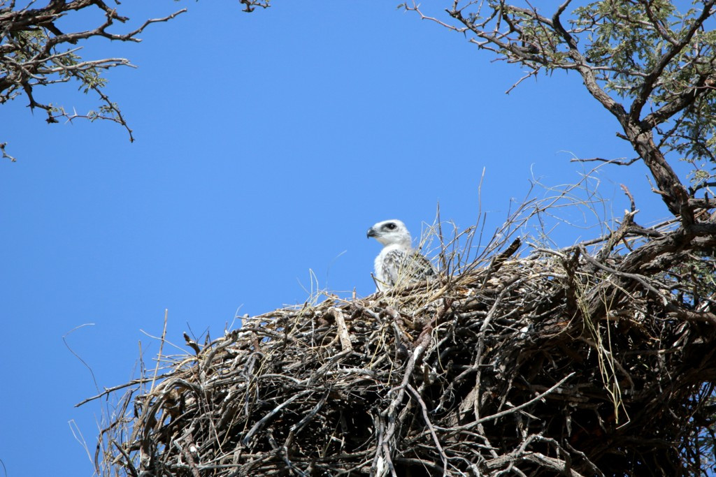 Quá trình ấp trứng kéo dài từ 45 đến 53 ngày, sau đó con non sẽ được chăm sóc trong khoảng từ 96 đến 104 ngày. Sau quãng thời gian ấy, con non vẫn sẽ nhận được sự chăm sóc từ cha mẹ trong khoảng 6 đến 12 tháng tiếp theo.