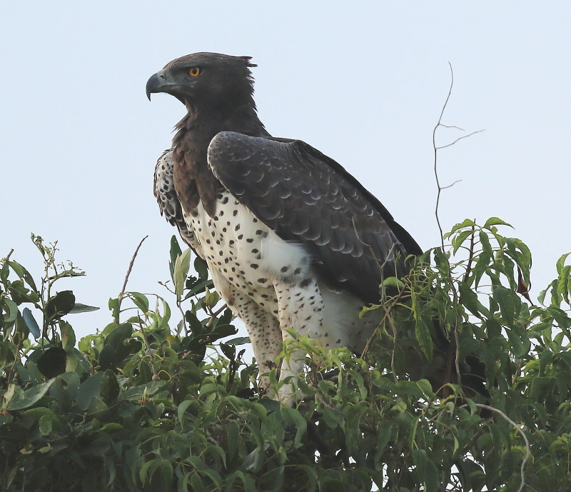 Bộ lông của chúng ở tuổi trưởng thành bao gồm màu xám-nâu đậm ở phần lưng, đầu, và phần trên cơ thể, trong khi phần dưới cơ thể có màu trắng đốm đen-nâu. Lông dưới cánh màu nâu, và thường thì con cái to lớn hơn con đực. Chim non có màu sắc nhạt hơn, với phần đầu và ngực thường là màu trắng và chỉ có ít đốm ở phần dưới.