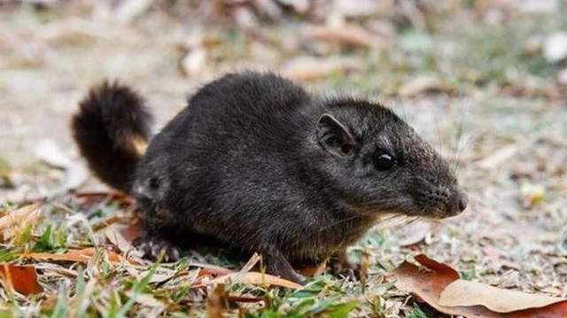 Loai vat ngo tuyet chung 11 trieu nam truoc xuat hien o Viet Nam