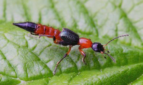 Trong năm nay, tại nhiều tỉnh thành trên cả nước xuất hiện khá nhiều kiến ba khoang khiến người dân vô cùng bất an, bởi loại côn trùng này trong dịch cơ thể có chứa chất pederin, một loại chất độc gây rộp, phỏng da và viêm da. Đã có rất nhiều nạn nhân từ người lớn tới trẻ em bị kiến ba khoang đốt, phải nhập viện điều trị.