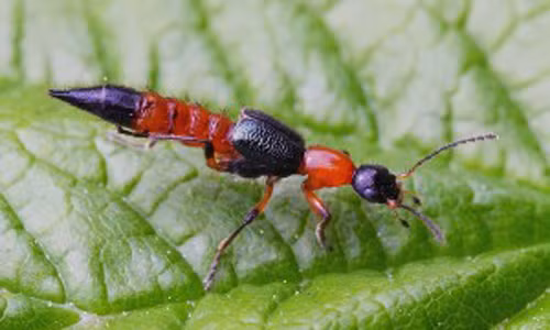 Trong năm nay, tại nhiều tỉnh thành trên cả nước xuất hiện khá nhiều kiến ba khoang khiến người dân vô cùng bất an, bởi loại côn trùng này trong dịch cơ thể có chứa chất pederin, một loại chất độc gây rộp, phỏng da và viêm da. Đã có rất nhiều nạn nhân từ người lớn tới trẻ em bị kiến ba khoang đốt, phải nhập viện điều trị.