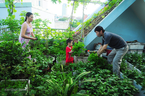 Khu vườn trên cao của gia đình anh Đông (ở khu đô thị Mỹ Đình II) đã có được 6 năm và suốt 6 năm nay, gia đình anh không phải mua rau sạch bên ngoài vì ở nhà trồng rau ăn không hết, còn mang đi cho anh chị em và cả hàng xóm.