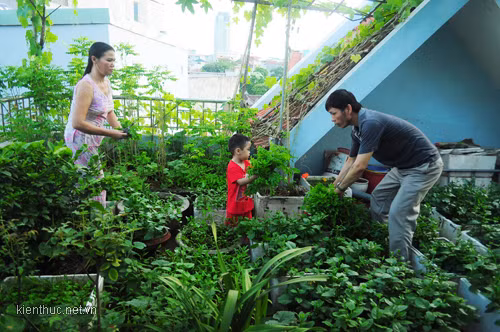 Khu vườn trên cao của gia đình anh Đông (ở khu đô thị Mỹ Đình II) đã có được 6 năm và suốt 6 năm nay, gia đình anh không phải mua rau sạch bên ngoài vì ở nhà trồng rau ăn không hết, còn mang đi cho anh chị em và cả hàng xóm.