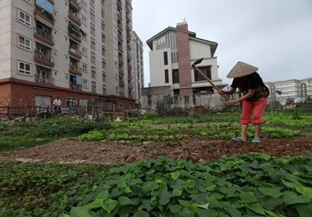 Tại khu đô thị Yên Hòa (Cầu Giấy, Hà Nội), có một mảnh đất rộng hàng trăm mét vuông để không thuộc sở hữu tư nhân được hơn chục hộ dân quanh đó chia nhau trồng đủ các loại rau, hoa màu. Vườn rau xanh khiến cho một góc khu đô thị này bình yên như ở một miền quê nào đó.