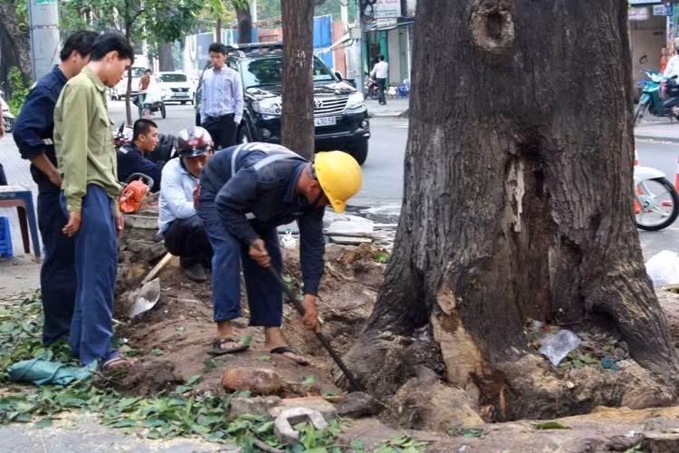 Khi được hỏi sẽ phải chặt bỏ thêm bao nhiêu cây xanh nữa, một nhân viên của Công ty TNHH MTV Công viên cây xanh TP HCM nói rằng: “Chúng tôi không thể biết trước được. Khi nào có lệnh cho đi chặt thì chúng tôi đi thôi".