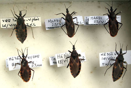 Cách đây vài năm và lần gần đây nhất là hồi tháng 6/2014, bọ xít hút máu người liên tục xuất hiện tại nhiều nơi, đặc biệt là Hà Nội, gây náo loạn và hoang mang trong dân. Tại kho quần áo cũ của một khu dệt may trên đường Trường Chinh (Hà Nội), Viện Sinh thái và Tài nguyên sinh vật đã phát hiện một ổ lớn bọ xít hút máu người. Nhiều gia đình quanh đó đã bị loài bọ xít này tấn công. Ở các vùng ngoại thành Hà Nội như xã Xuân Phương (Từ Liêm), một số xã dọc Đại lộ Thăng Long, khu vực Gia Lâm có số lượng cá thể bọ xít hút máu lên đến 200-300 con/ổ.