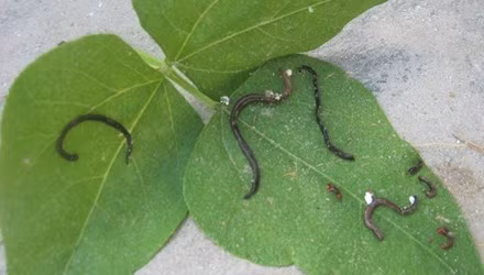 Cũng thời gian này, người dân ở xã Quỳnh Hoa, huyện Quỳnh Lưu (Nghệ An) đang hoang mang trước 1 loại sinh vật lạ xuất hiện trong khu vực của xã. Loại sinh vật lạ này màu đen óng, dài khoảng 2cm, sống trong đất. Điều lạ là loại sinh vật này dài ra theo ngày, sau vài ngày có thể đạt độ dài 20cm, hình dáng giống như con đỉa nhưng chúng sống trên cạn.