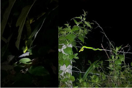 Rắn lục Đây là loài cực độc trong số các loại rắn lục, mình xanh và đuôi có màu nâu đỏ, chiều dài tối đa khoảng 60 cm với cân nặng khoảng 300gram. Tổng chiều dài con đực 600mm, con cái dài 810mm; chiều dài đuôi con đực 120mm, con cái 130mm. Theo một số chuyên gia, rắn lục đuôi đỏ là một trong các loài rắn có nọc độc chỉ đứng sau loài rắn hổ mang chúa.